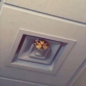 Meet your Posher, Kealey